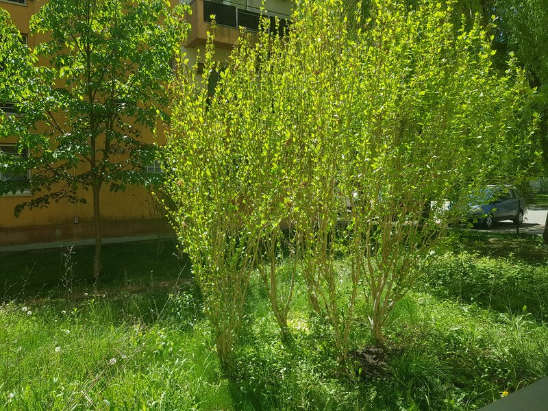 Baneasa, Greenfield Topaz, 2 camere, parter, parcare